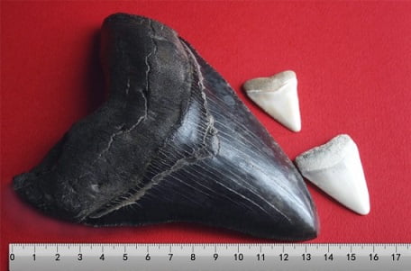 Megalodon_tooth